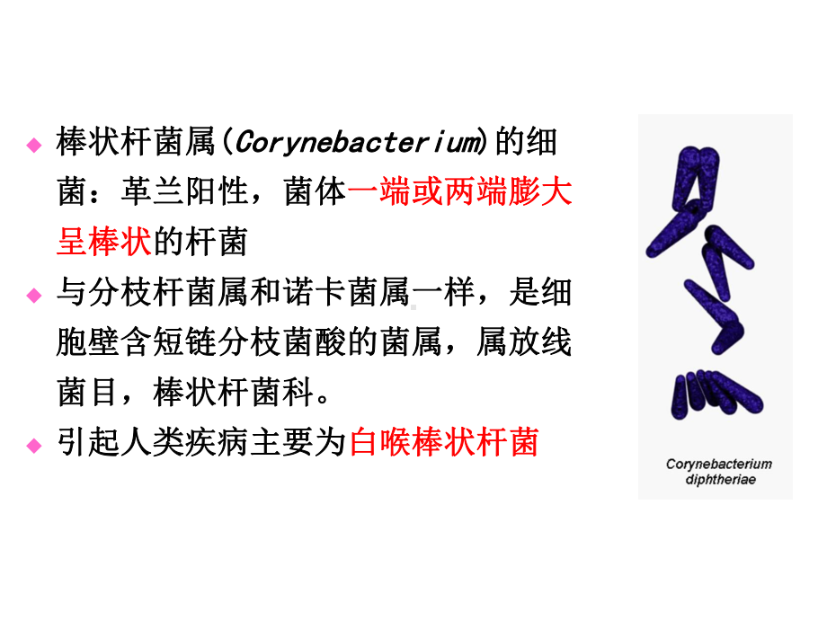 临床微生物学检验技术-第14章-需氧革兰阳性杆菌3-课件.ppt_第3页