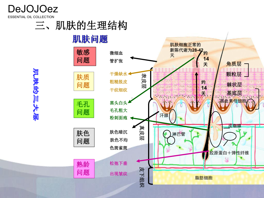 皮肤和护理基础知识夏晨羽课件.ppt_第3页