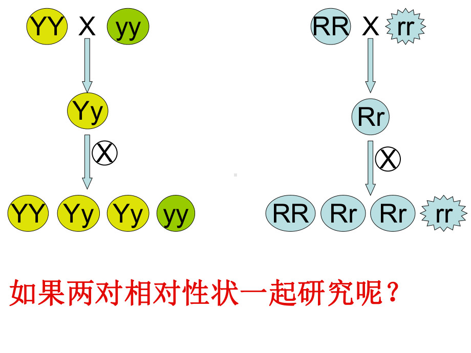 (新教材)孟德尔的豌豆杂交实验(二)公开课课件人教版1.ppt_第3页