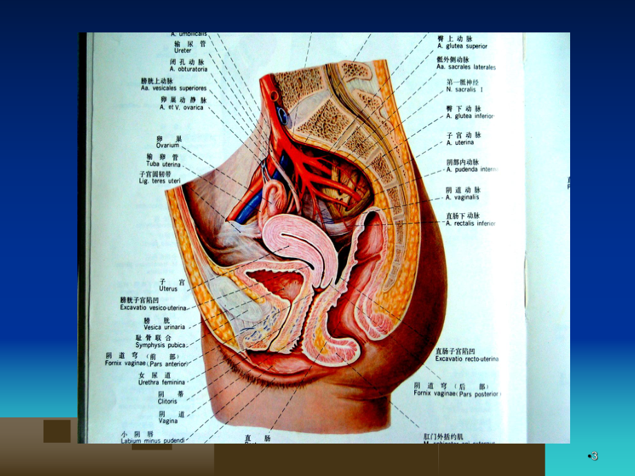 直肠肛管解剖学习课件.ppt_第3页