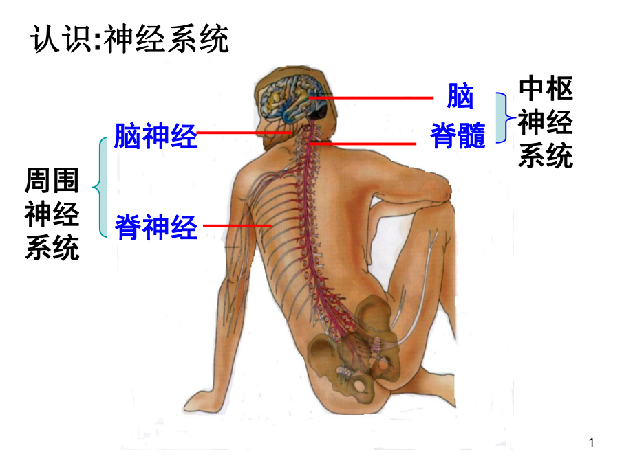 神经系统的调节第二课时课件.ppt_第1页