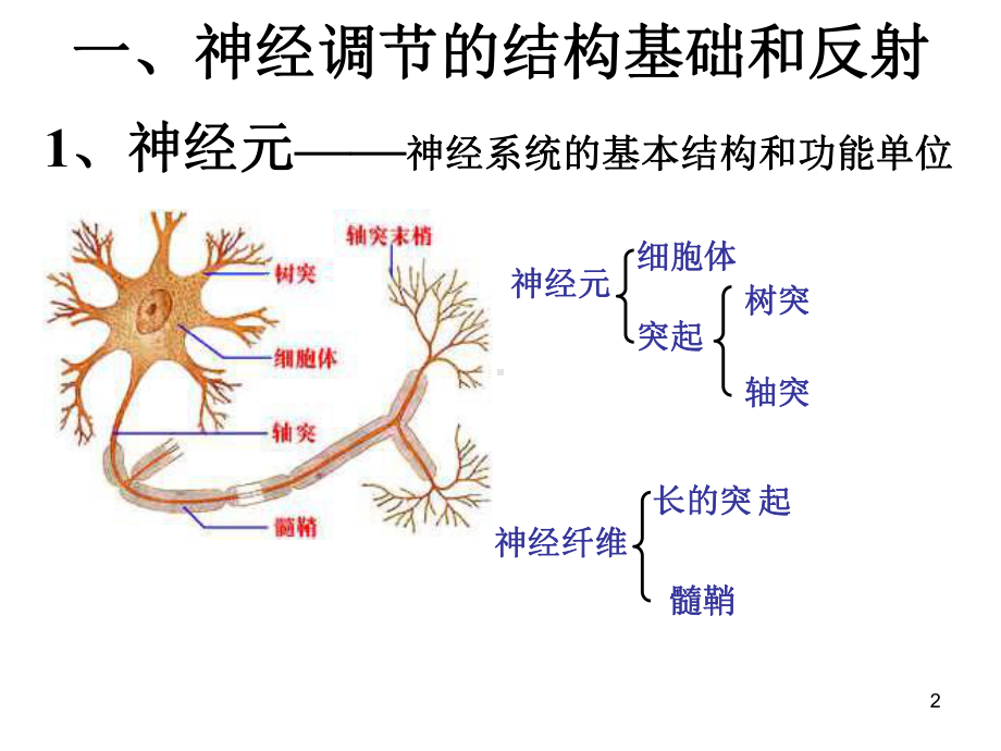 神经系统的调节第二课时课件.ppt_第2页