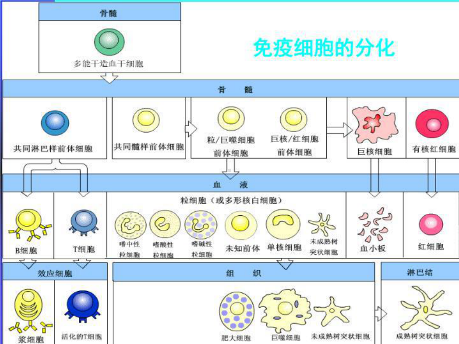 B淋巴细胞及抗原提呈细胞课件.ppt_第2页