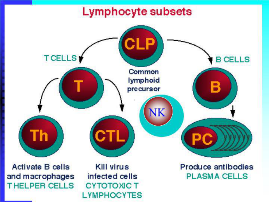 B淋巴细胞及抗原提呈细胞课件.ppt_第3页