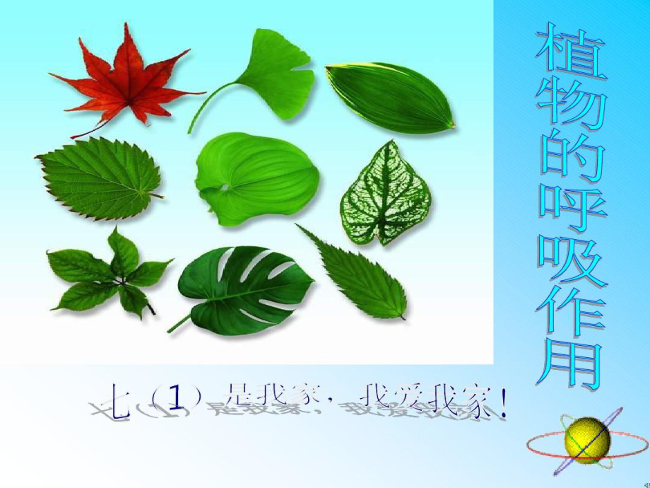 绿色植物的呼吸作用人教新课标版课件.ppt_第1页