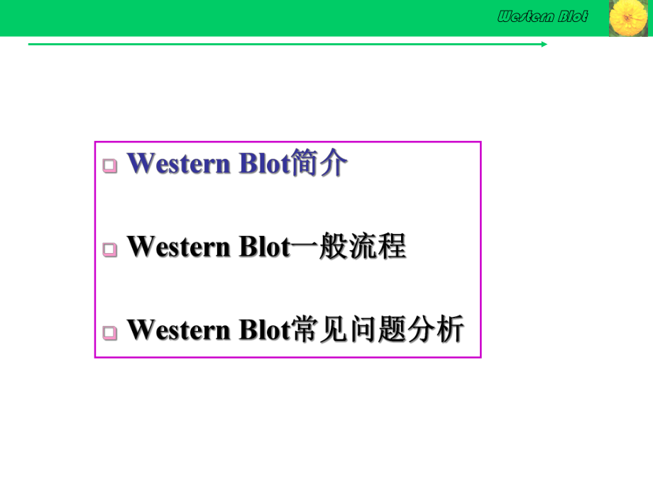 Western-Blot详解及问题分析课件.ppt_第2页