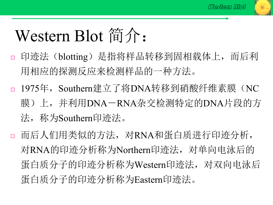 Western-Blot详解及问题分析课件.ppt_第3页