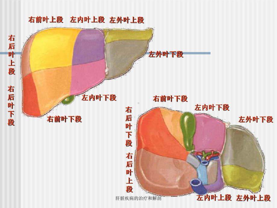 肝脏疾病的治疗和解剖培训课件.ppt_第3页