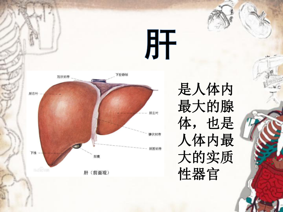 系统解剖学-肝脏教学课件.ppt_第1页