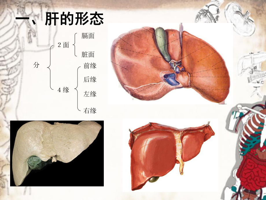 系统解剖学-肝脏教学课件.ppt_第3页