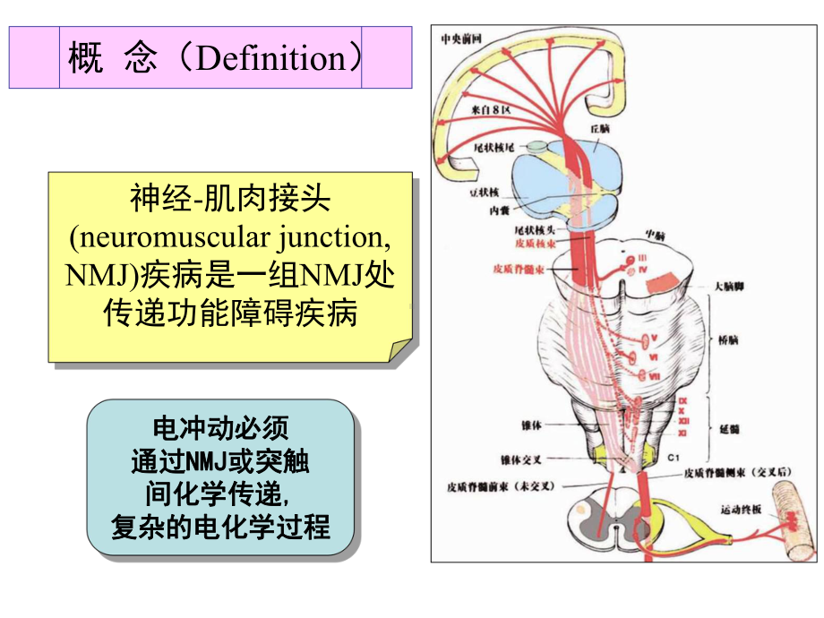 神经内科学-肌肉疾病课件.pptx_第3页