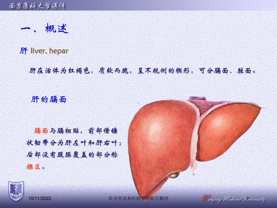 肝内管道和肝脏分段断层解剖培训课件.ppt_第1页