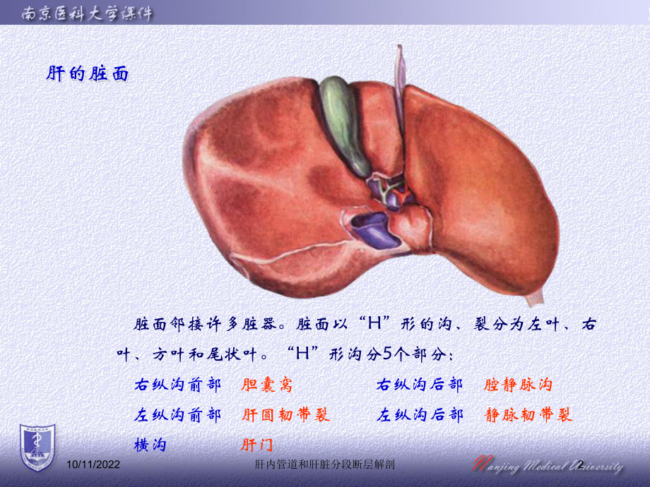 肝内管道和肝脏分段断层解剖培训课件.ppt_第2页