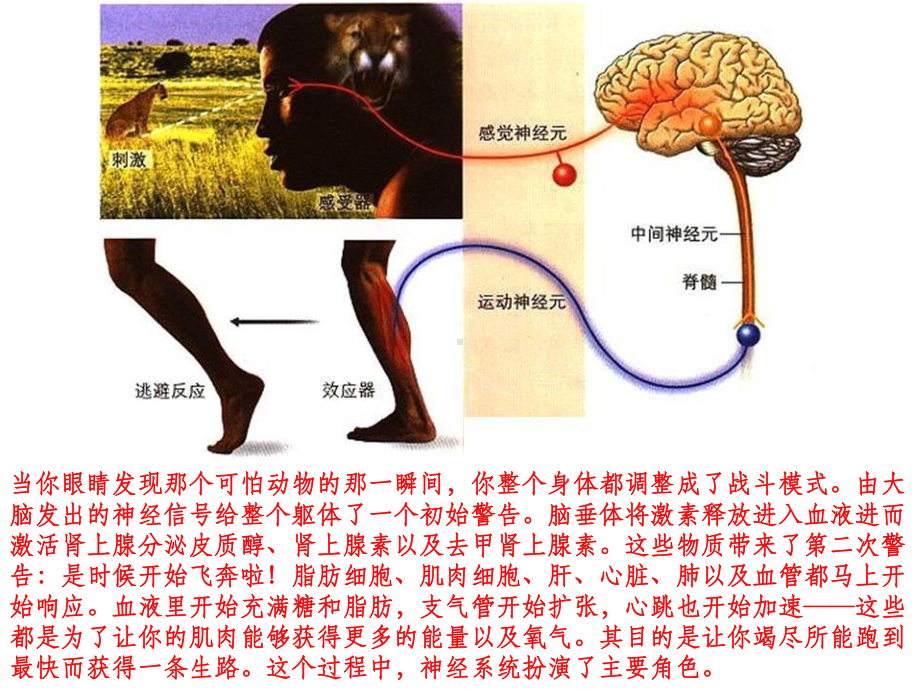 (新教材)神经调节的结构基础下载人教版1课件.ppt_第1页