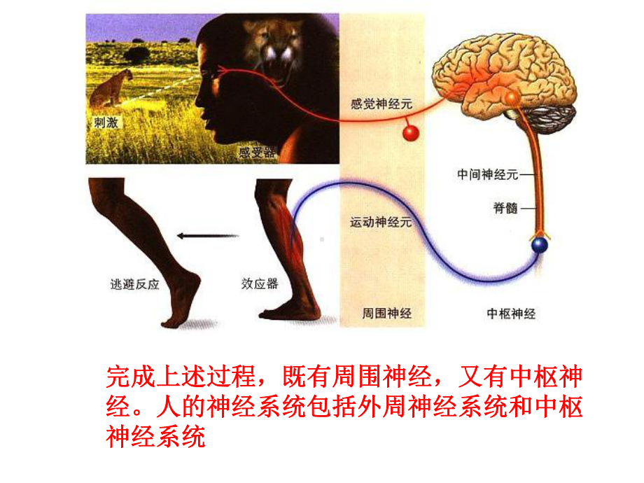 (新教材)神经调节的结构基础下载人教版1课件.ppt_第3页