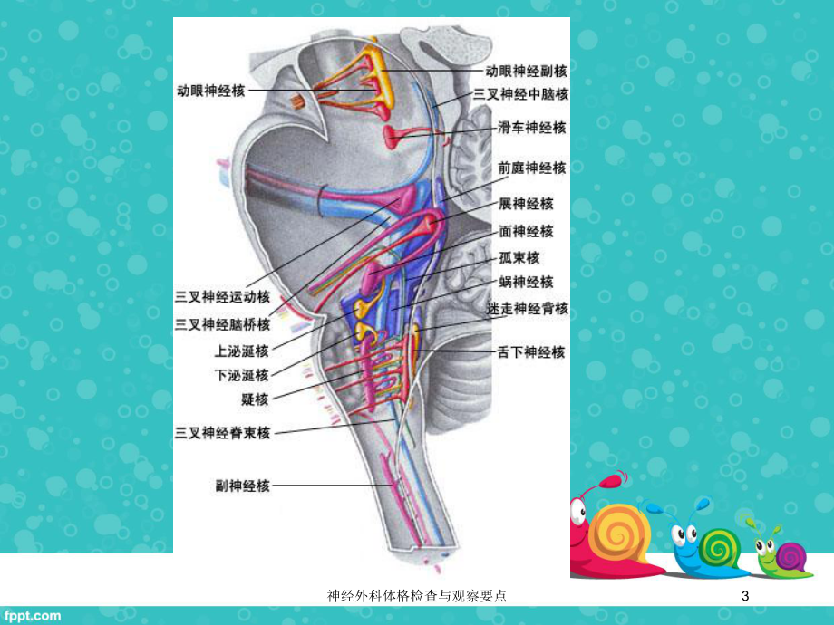 神经外科体格检查与观察要点培训课件.ppt_第3页