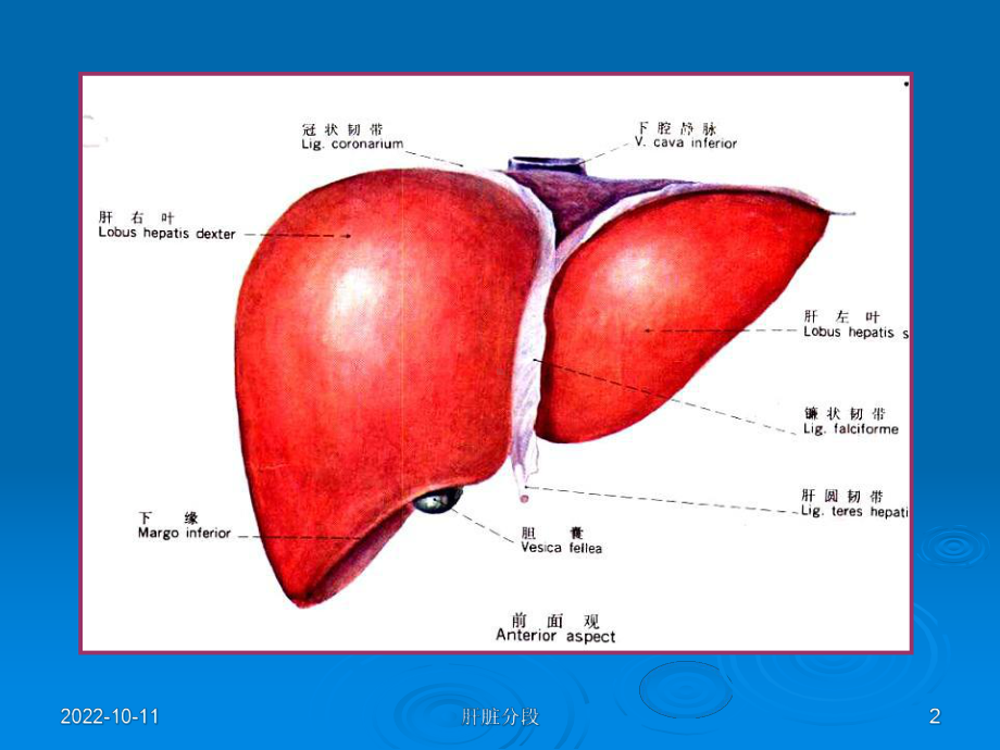 肝脏分段课件.ppt_第2页