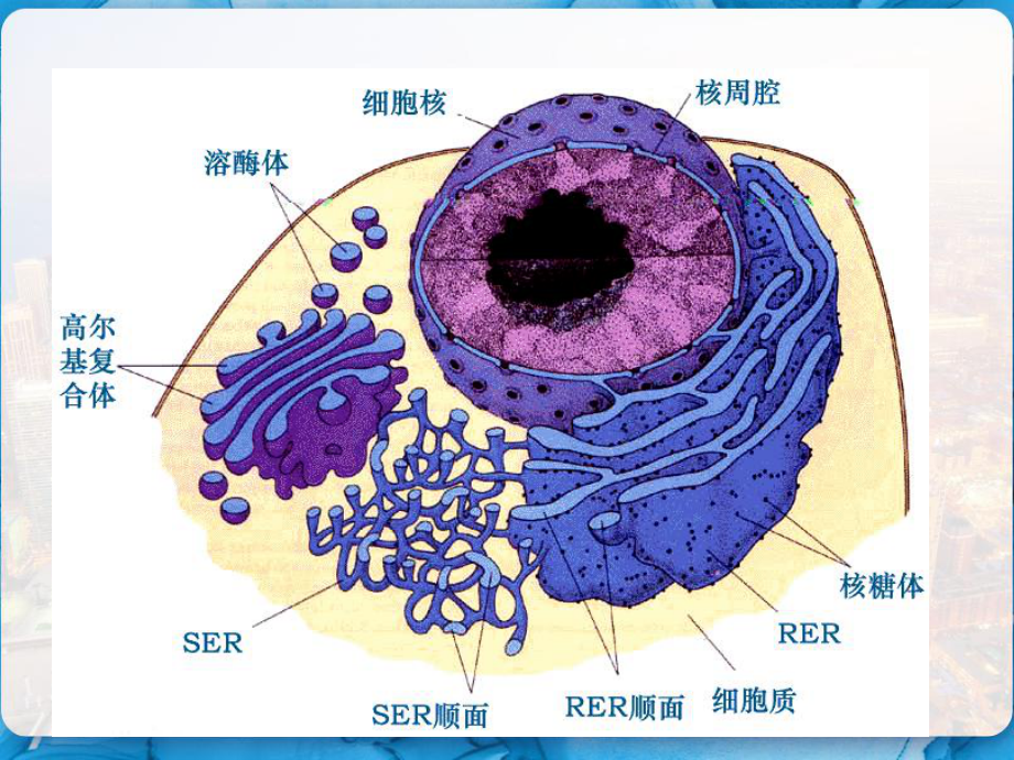 细胞核医学细胞生物学-课件.pptx_第3页