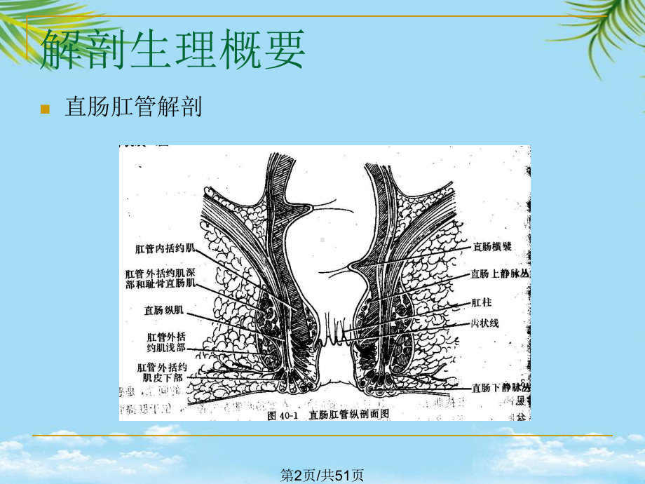 直肠肛管疾病全面版课件.pptx_第2页