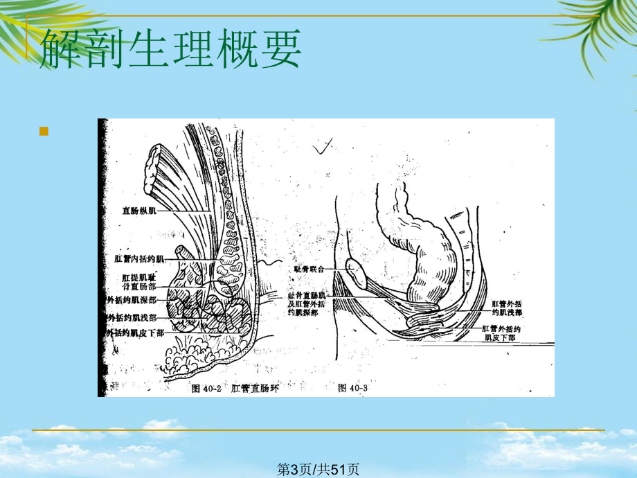 直肠肛管疾病全面版课件.pptx_第3页