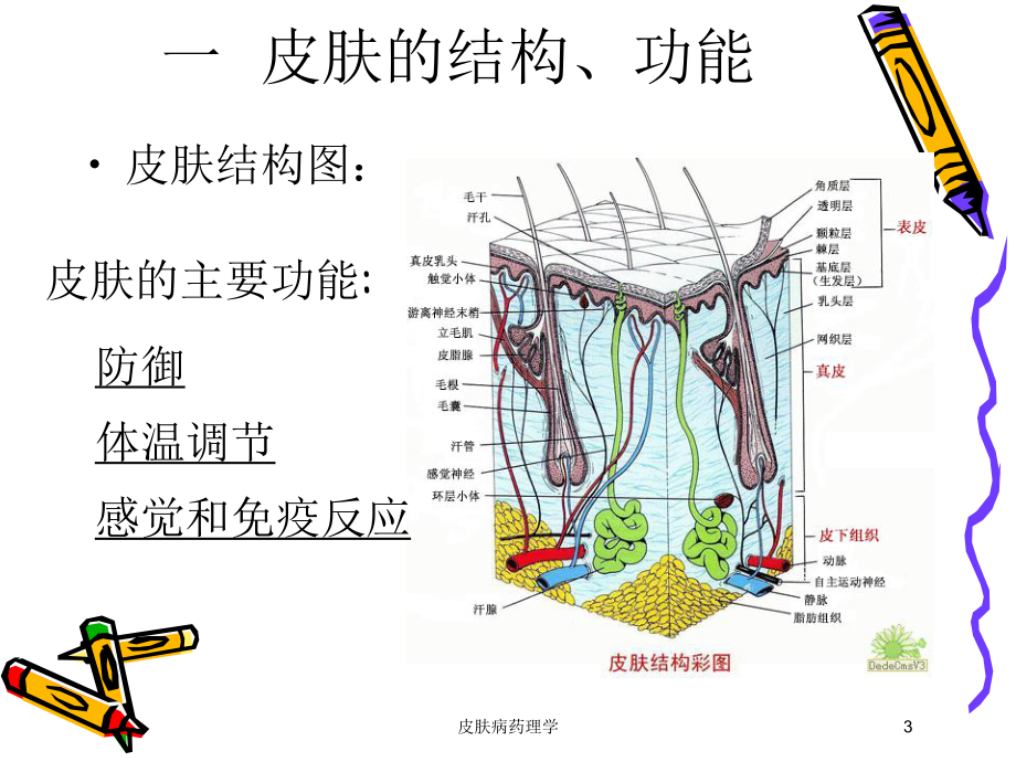 皮肤病药理学培训课件.ppt_第3页