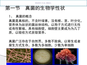 真菌分类学主题医学知识课件.ppt