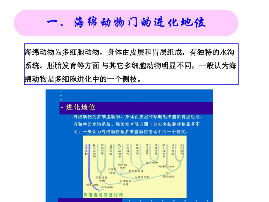 2章-2节-海绵动物课件.ppt_第3页