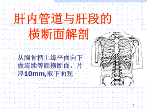 肝内管道与肝段的横断面解剖参考课件.ppt