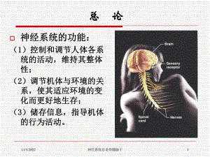 神经系统总论脊髓脑干培训课件.ppt