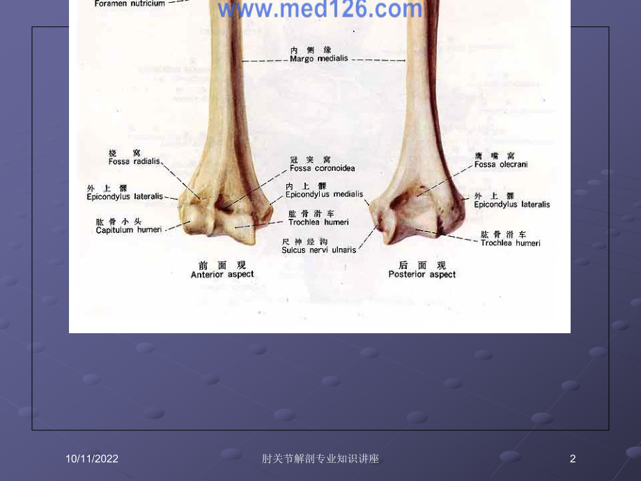 肘关节解剖专业知识讲座培训课件.ppt_第2页