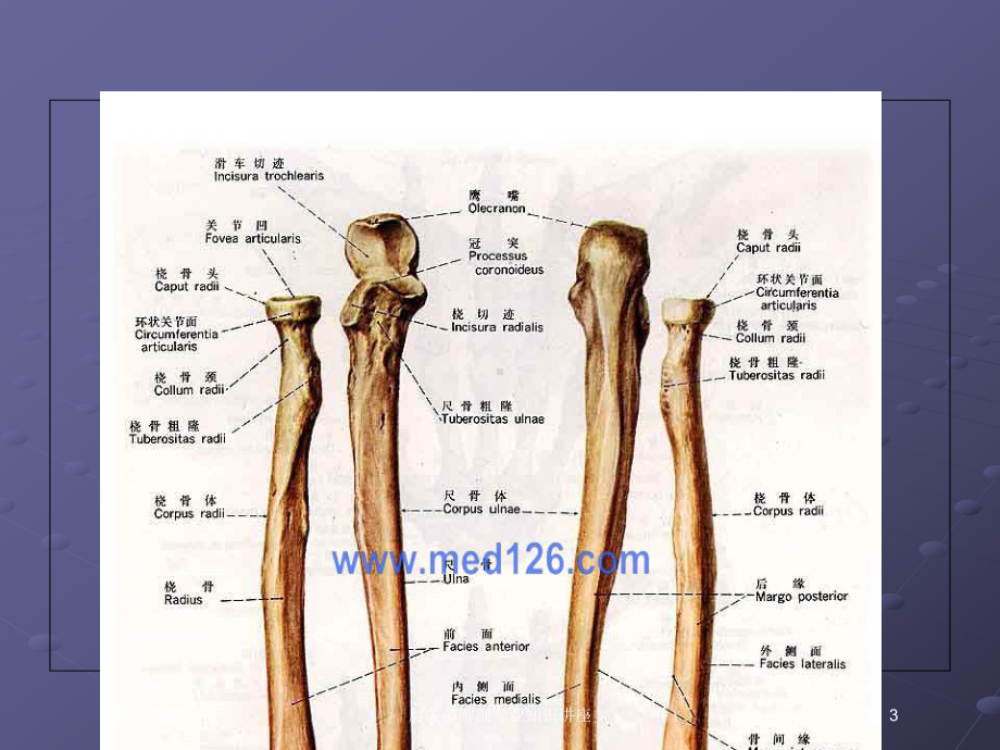 肘关节解剖专业知识讲座培训课件.ppt_第3页
