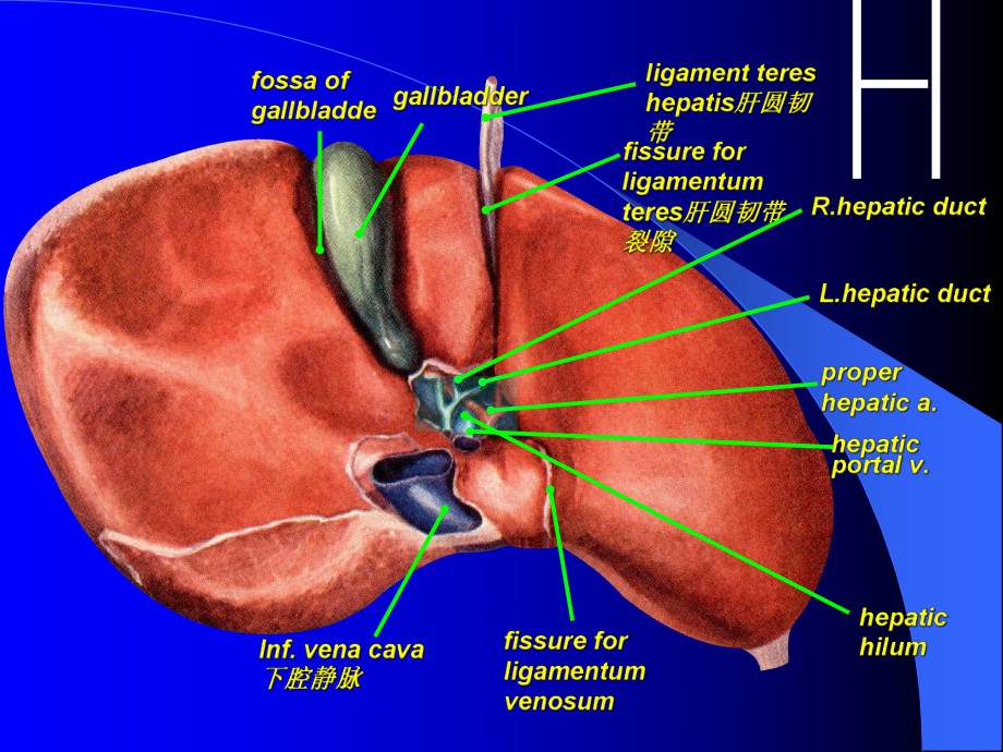 肝脏断层解剖-课件.ppt_第3页