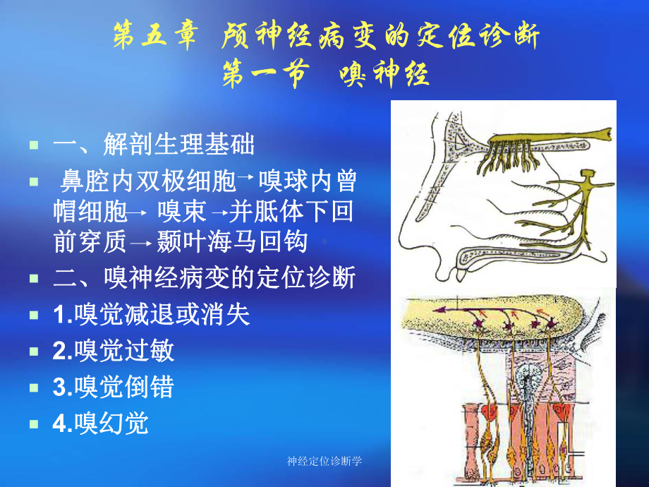 神经定位诊断学培训课件.ppt_第2页