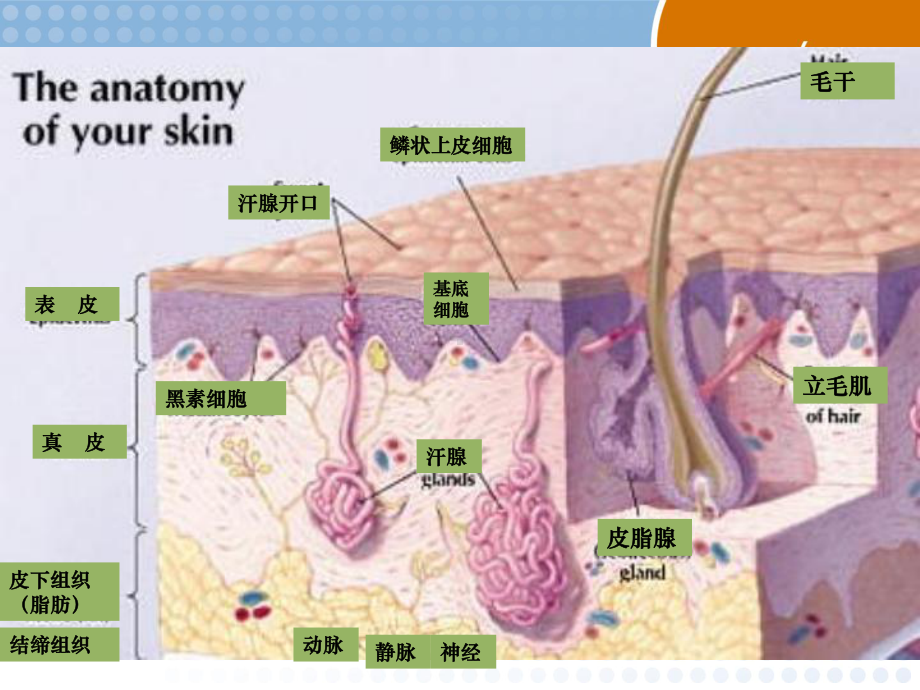 皮肤组织解剖学医学课件.ppt_第3页