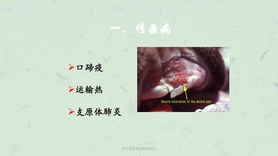 肉牛疾病的预防和治疗课件.ppt_第3页