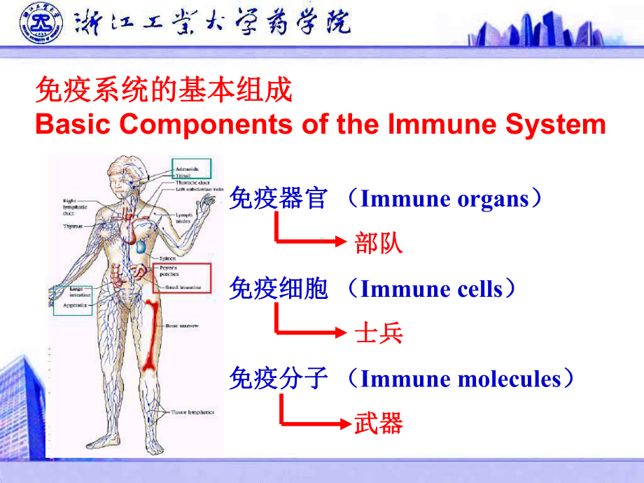 11章特异性免疫课件.ppt_第3页