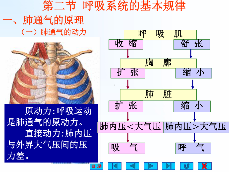 -呼吸系统解剖与生理课件.ppt_第3页