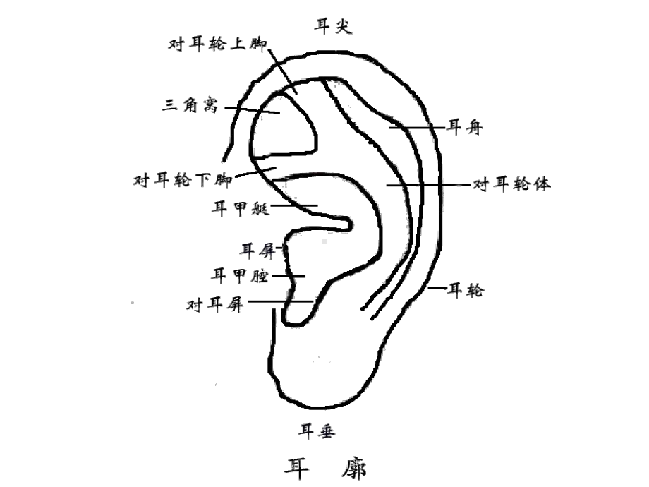 耳针法耳穴医学知识培训培训课件.ppt_第2页