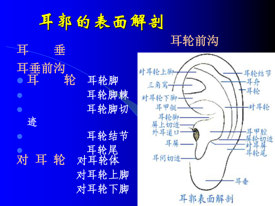 耳针法耳穴医学知识培训培训课件.ppt_第3页