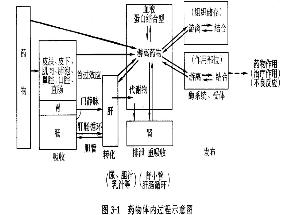 2章-临床药动学-课件.ppt_第3页