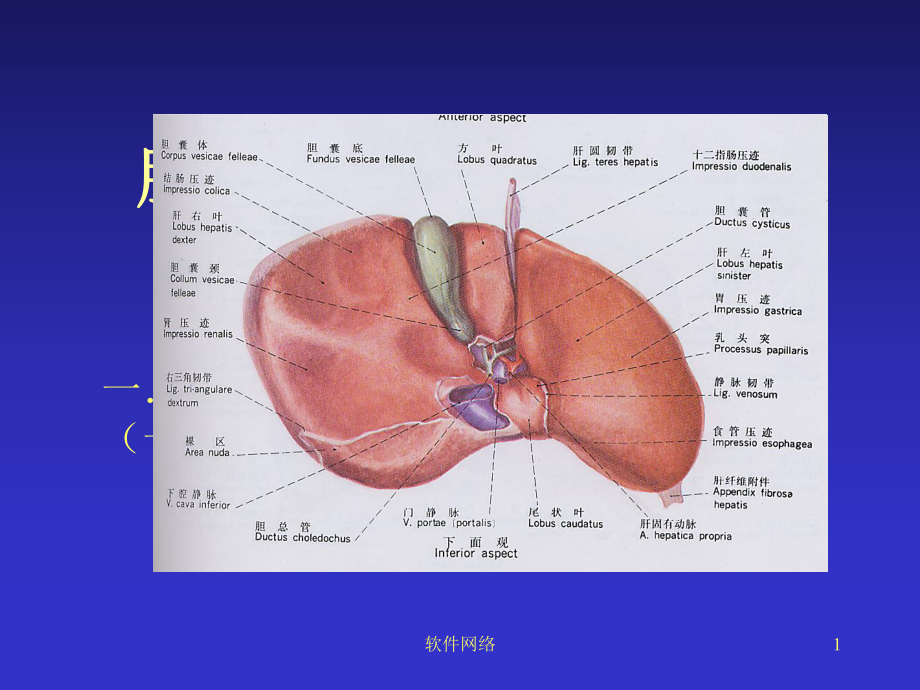 肝脏断层解剖参考[医疗医学]课件.ppt_第1页