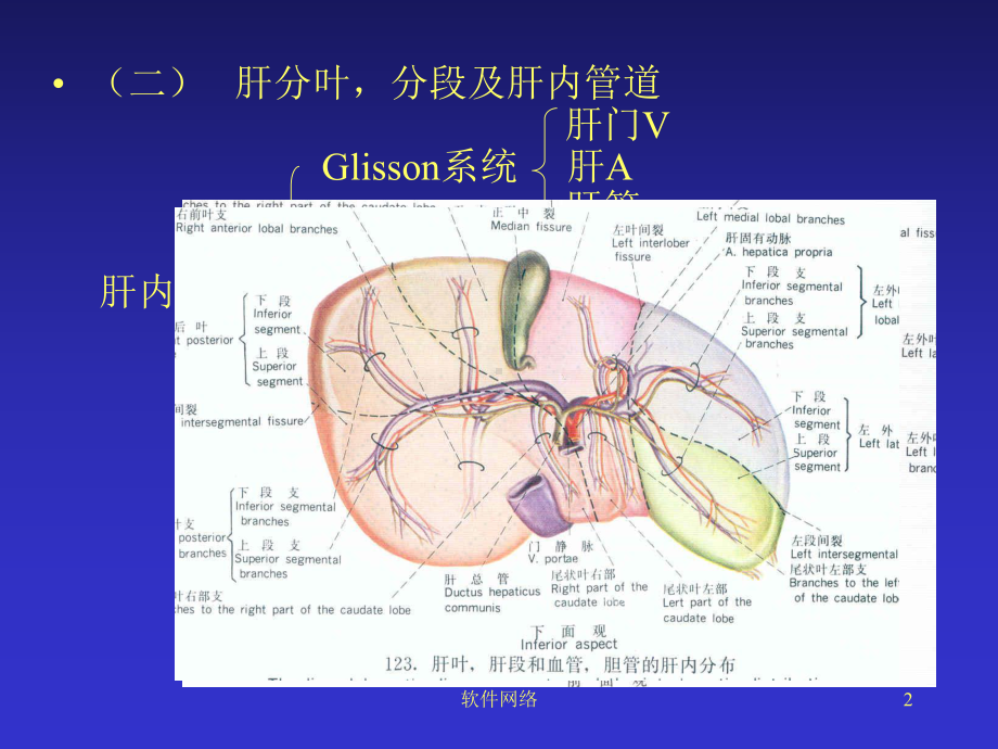 肝脏断层解剖参考[医疗医学]课件.ppt_第2页