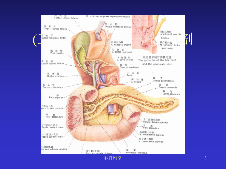 肝脏断层解剖参考[医疗医学]课件.ppt_第3页