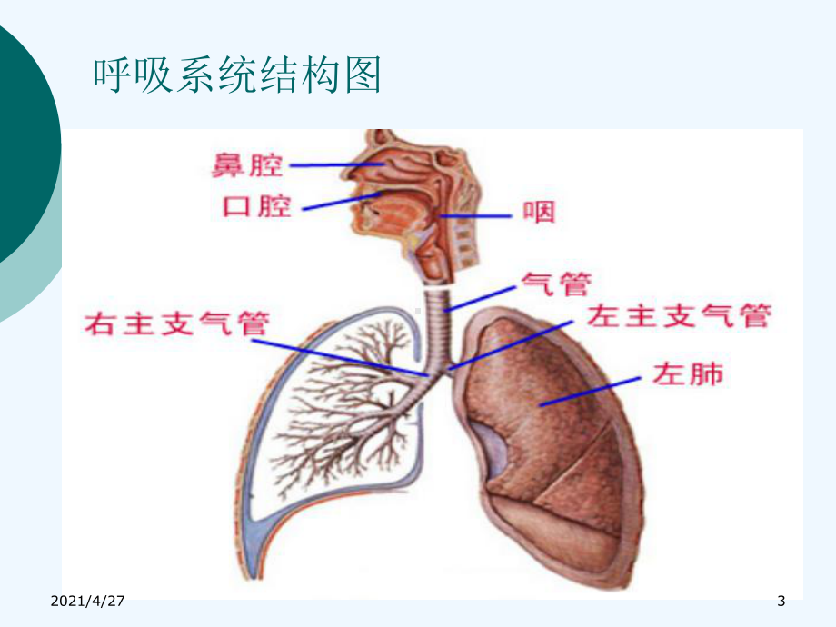 八章呼吸系统药物课件.ppt_第3页