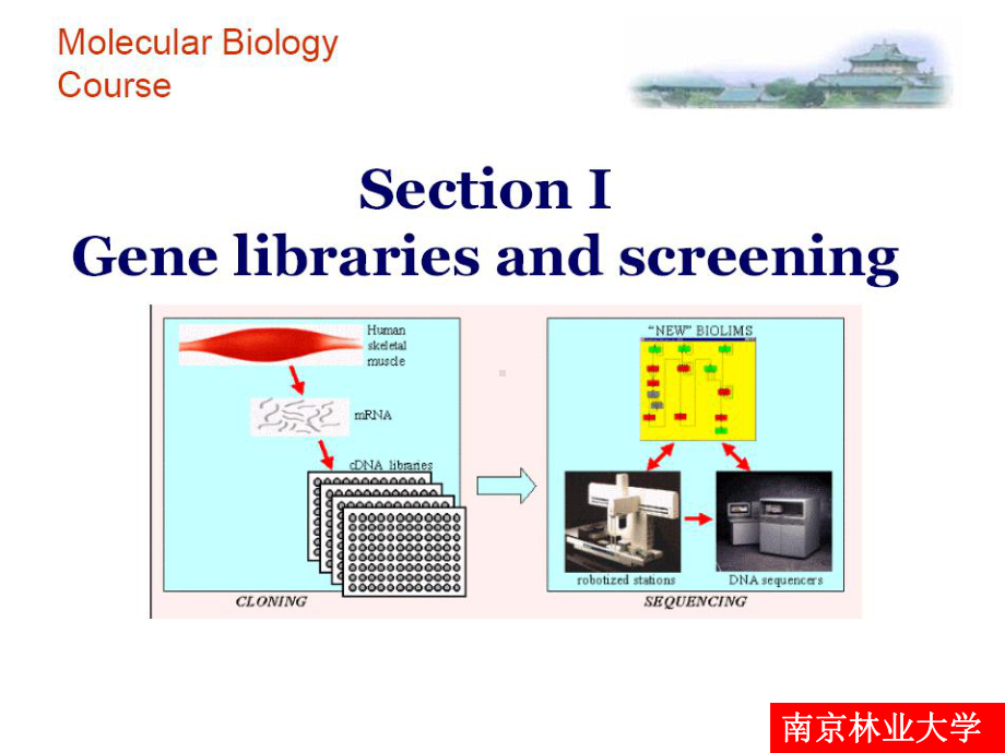 I基因文库与筛选课件.ppt_第1页