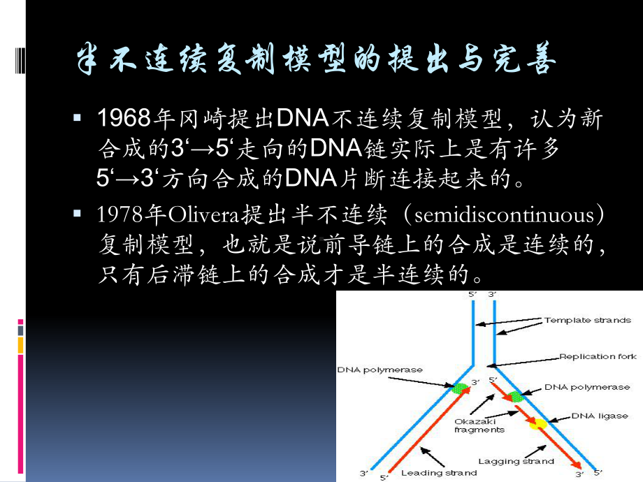 DNA的半不连续复制课件.ppt_第2页