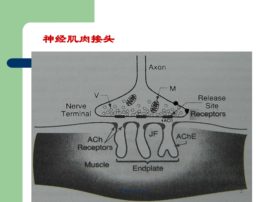 肌松药医学知识培训课件.ppt_第2页