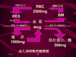 缺铁性贫血宣教汇总培训课件.ppt