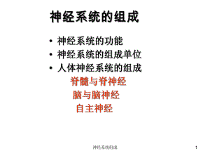 神经系统组成课件.ppt