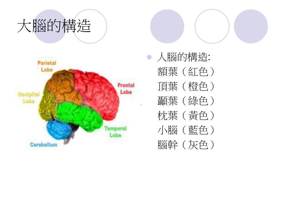 Gender♀Brain♂Language性别♀大脑♂语言课件.ppt_第2页